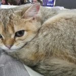 Kissan hidas silmänräpäys: mitä tapahtuu, jos jätät huomioimatta tämän rakkauden kielen kissan-hidas-silmanrapays-mita-tapahtuu-jos-jatat-huomioimatta-taman-rakkauden.jpg